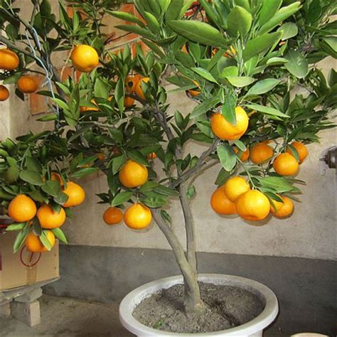 橘子樹盆栽 丑未沖